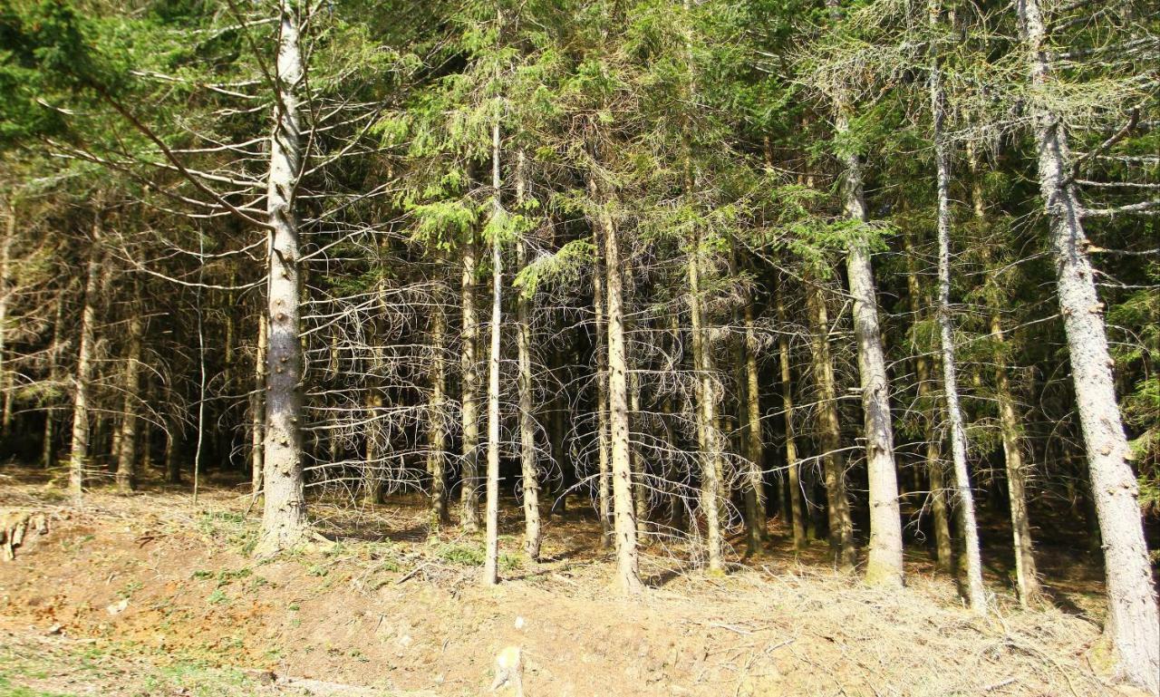 Waldblick Schonach im Schwarzwald